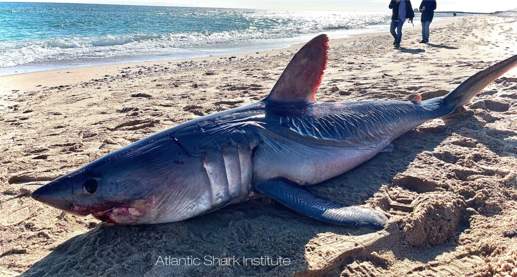 Surfer Finds Endangered Shark On Watch Hill Beach