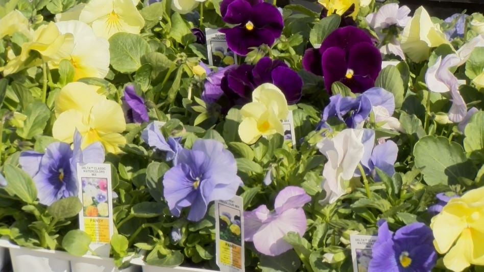 More Flowers