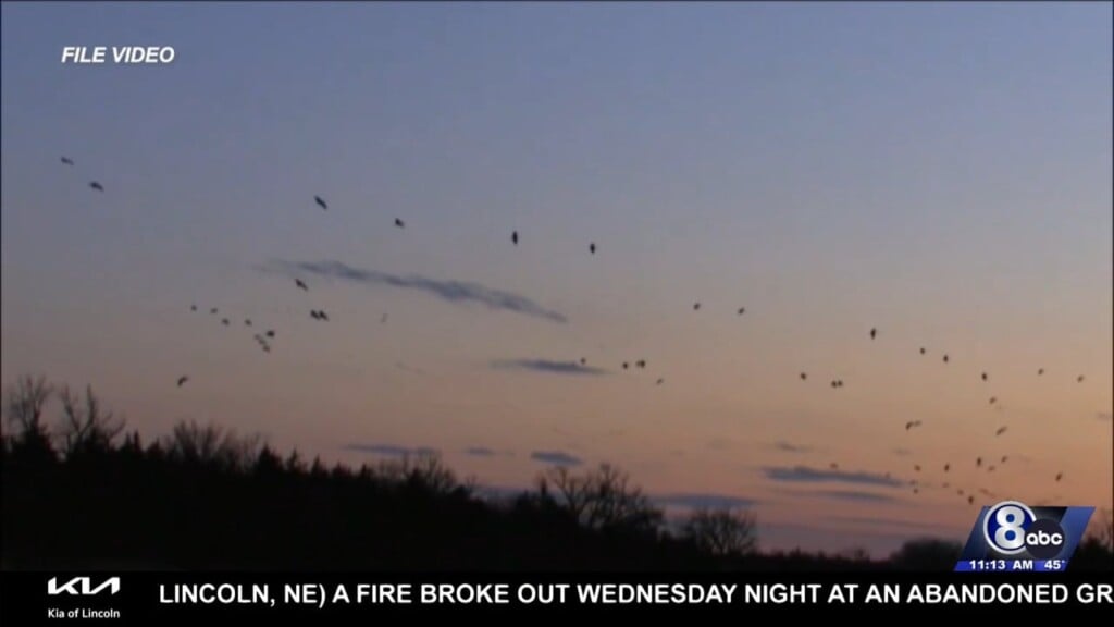 Midday Interview: Nebraska Tourism Commission Talks Sandhill Cranes