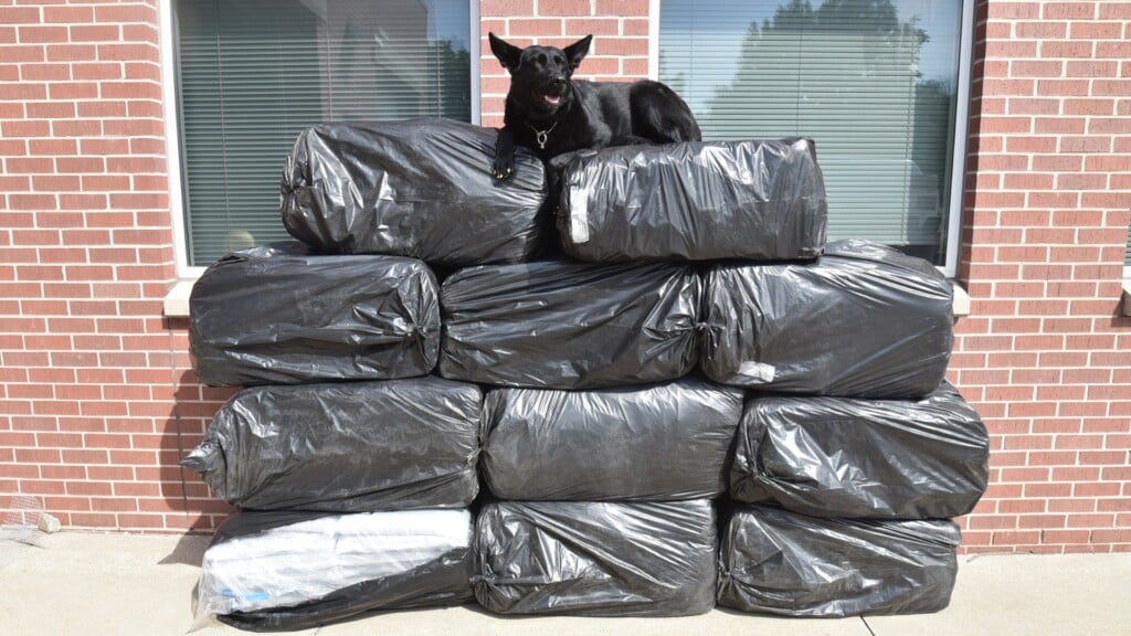 DCSO K-9