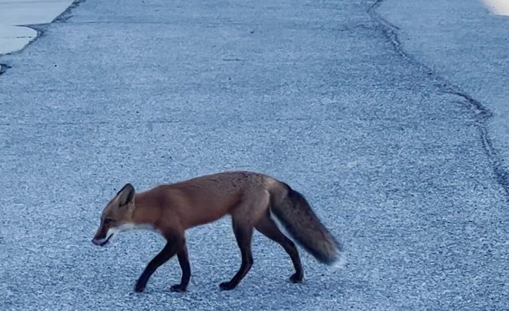 Fox