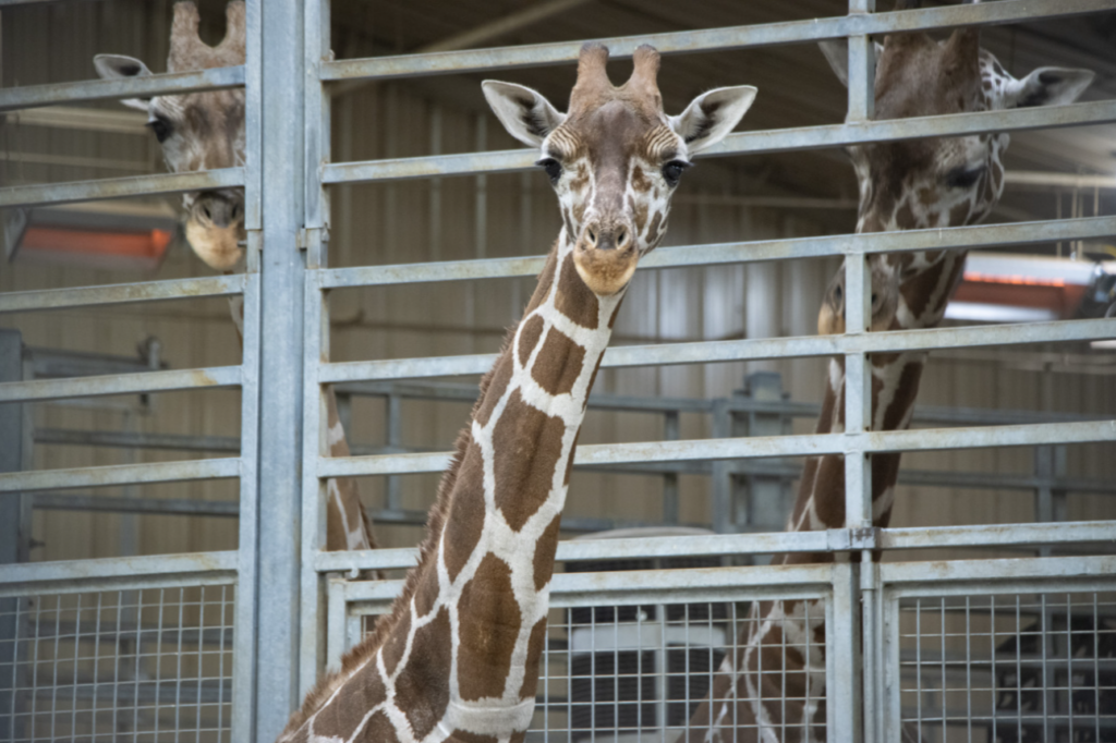 Geoff, a young male reticulated giraffe, arrived at Omaha’s Henry Doorly Zoo and Aquarium on Friday, December 6.