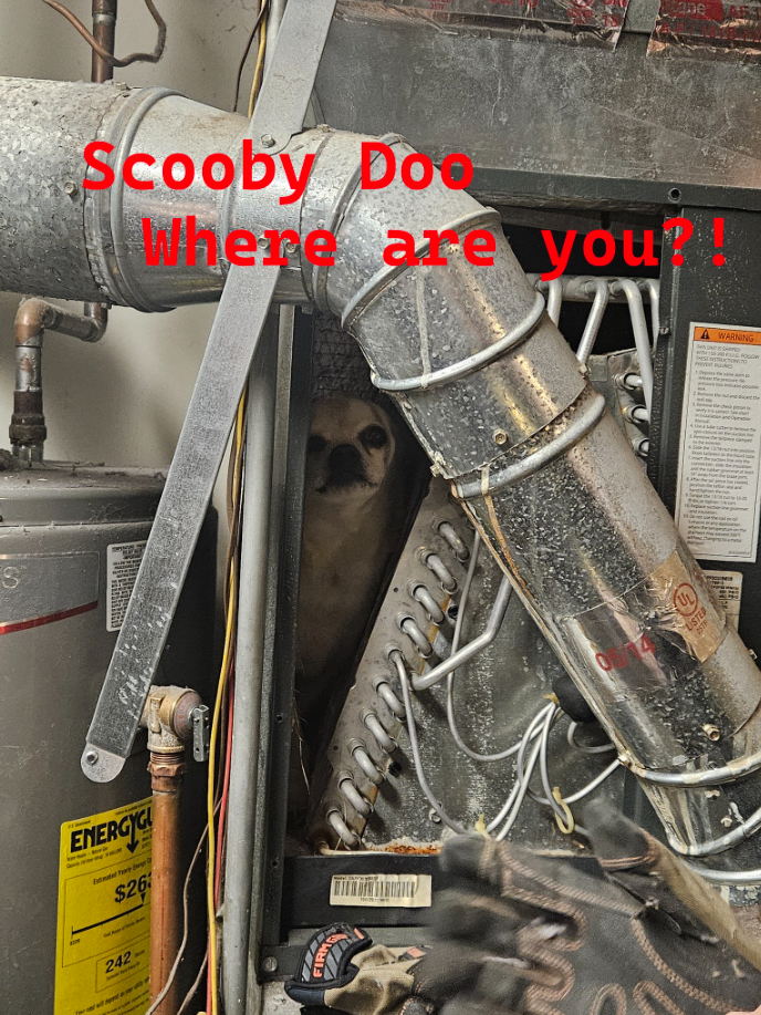 Scooby The Dog Stuck In Hvac System
