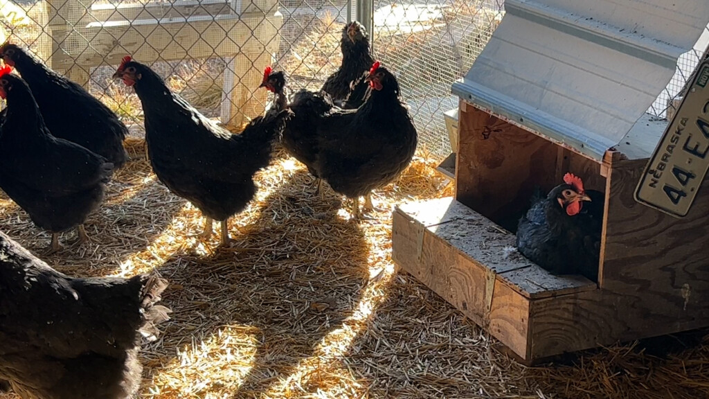 Egg Farmer
