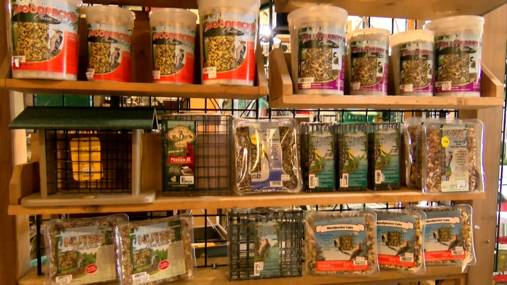 Bird Food