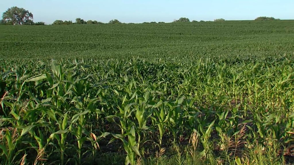 Corn Vo 3 Ztmp400 00 24 24still001