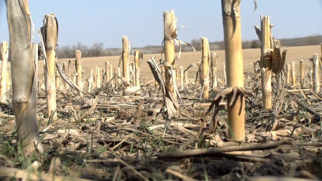 Cornfield