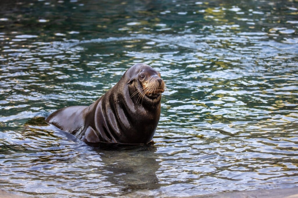 'Deeply loved' sea lion, Chino, dies at Omaha zoo