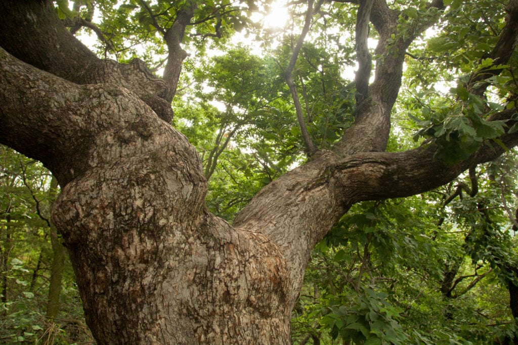 A bur oak tree at Ponca State Park that was more than 380 years old. It recently died due to multiple stressors.