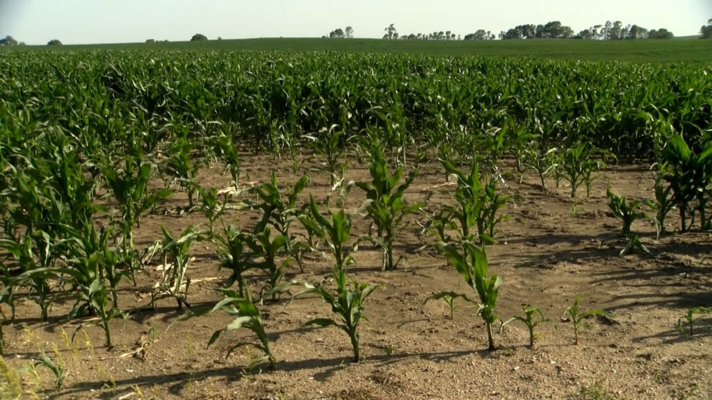 Crops