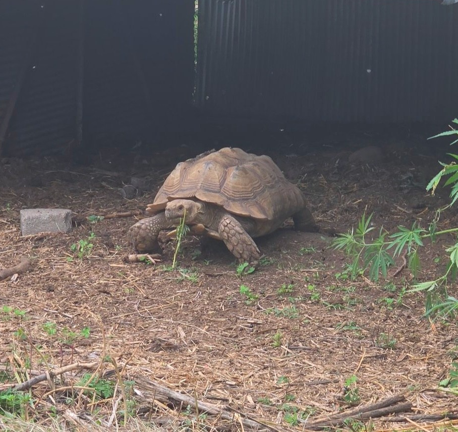 200-pound tortoise goes missing in western Lancaster County