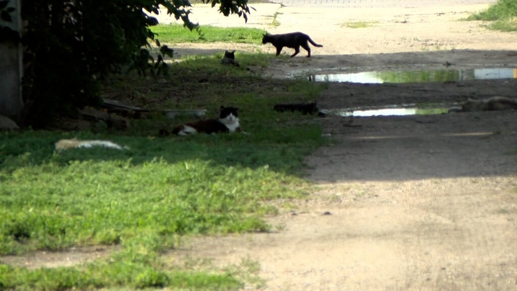 Feral Cats