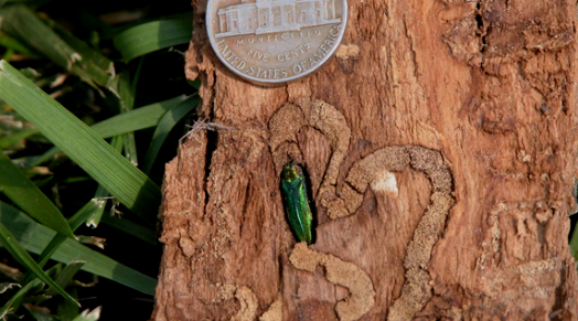 15 counties across Nebraska confirm infestation of Emerald Ash Borer
