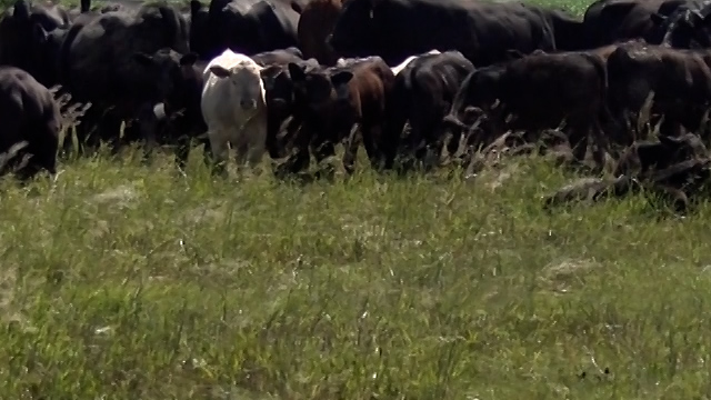 Farmcows