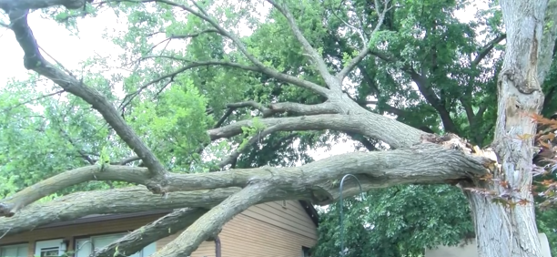 3000lb Tree Branch Lays On Lincoln Womans House After Early Morning Storms