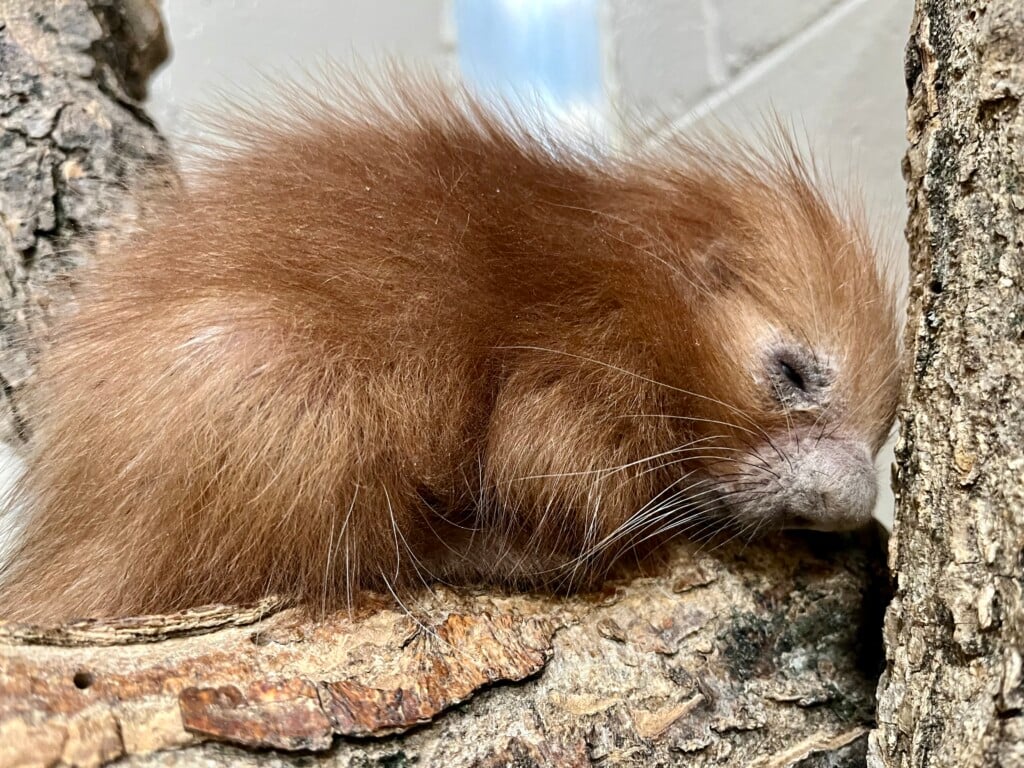 A baby porcupine born at the Lincoln Children's Zoo