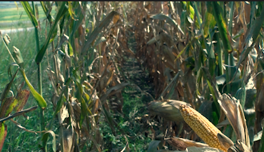 Its Really Hard To Plan Lower Crop Prices Have Nebraska Farmers Feeling The Squeeze