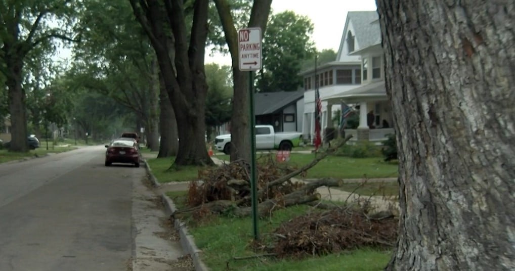 Tree debris