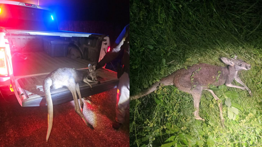 Pet Wallaby Killed After Getting Hit By Car In Central Nebraska