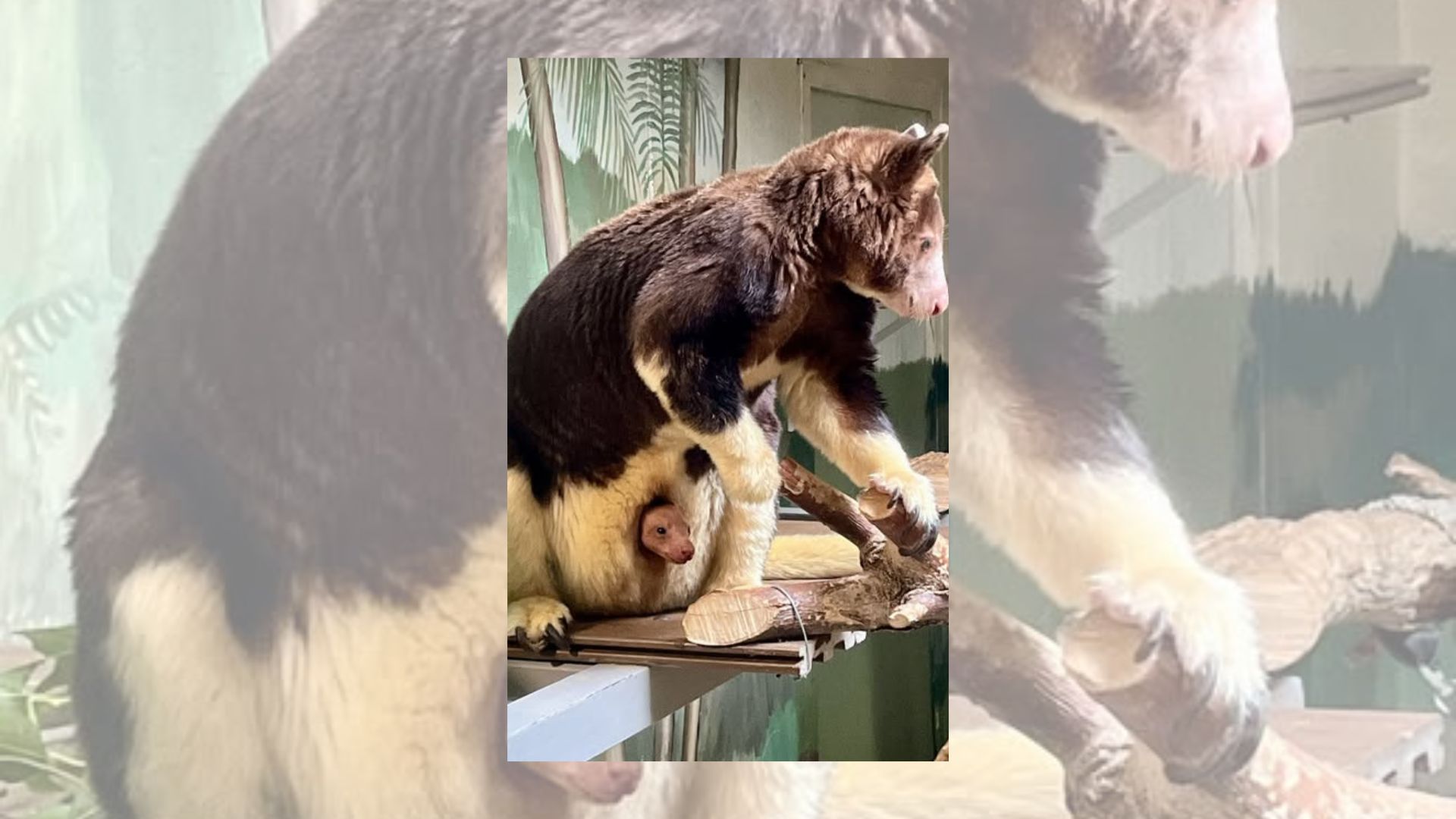 Lincoln Children's Zoo celebrates the birth of Matschie's tree