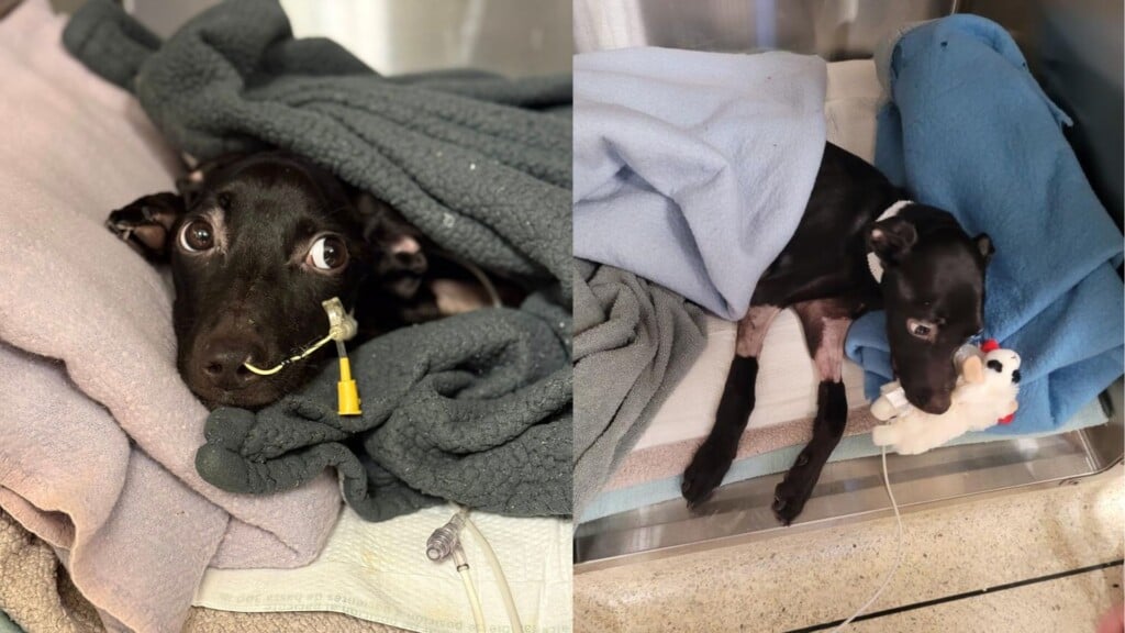 Capital Humane Society Gives Second Update On Puppy Found In Pumpkin Patch