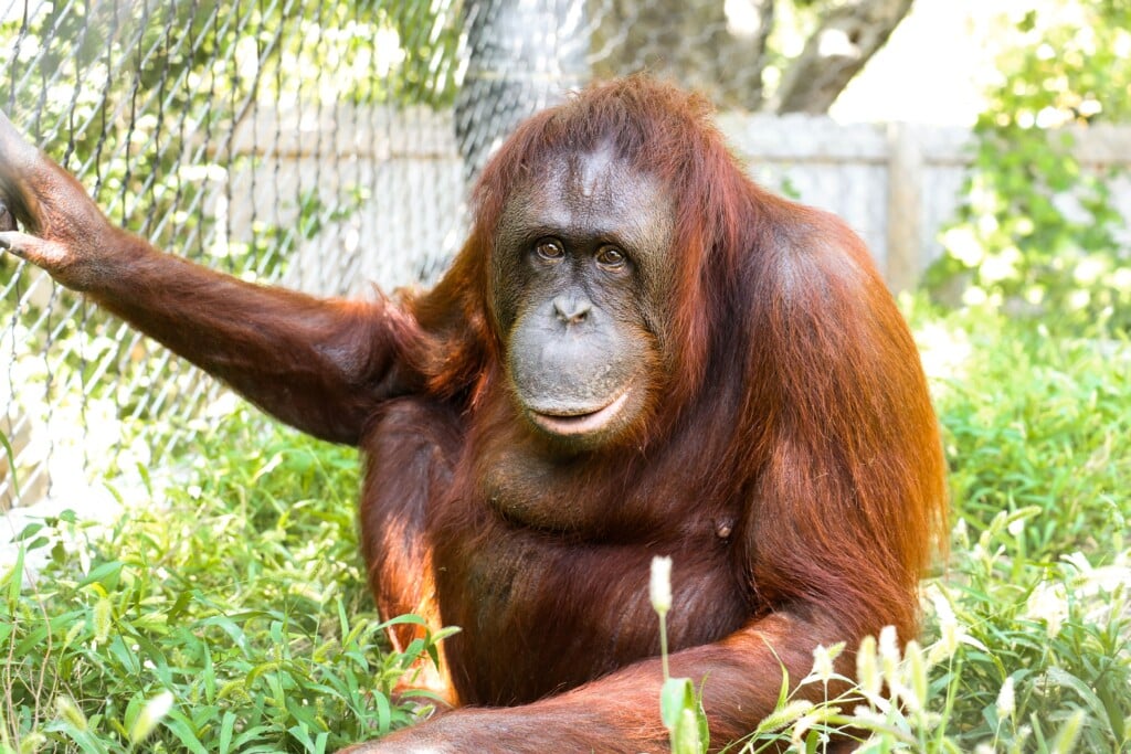 Omaha's Henry Doorly Zoo announces pregnant orangutan