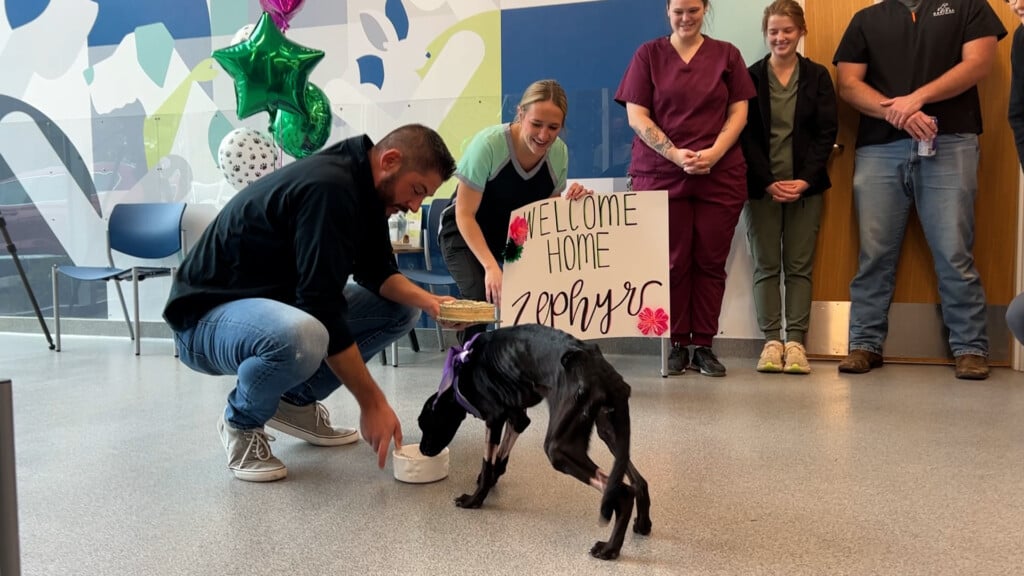 Zephyr Returns