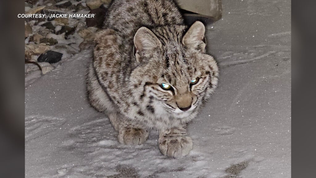 Lost Bobcat