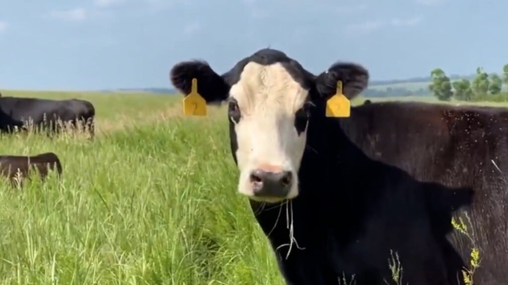 Online Tool Connects Farmers With Available Land To Cattle Ranchers In Need Of Grazing Area After Wildfires