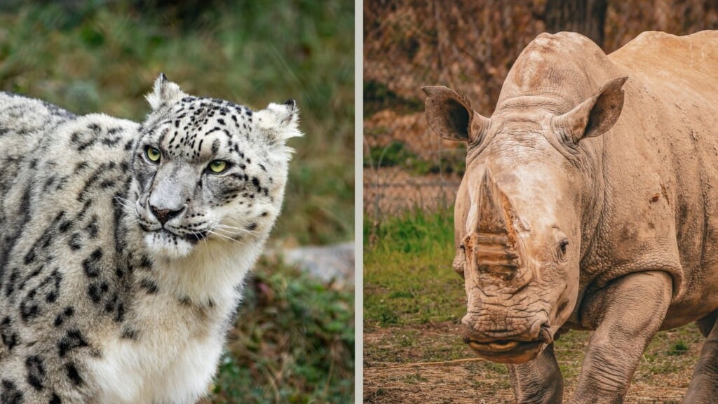 Omahas Henry Doorly Zoo Announces The Death Of Rhino Snow Leopard
