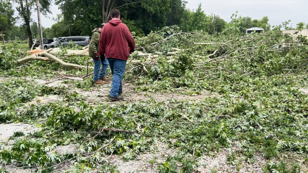 Auburn Tree Damage