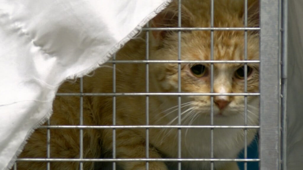 Beatrice Humane Society Cats