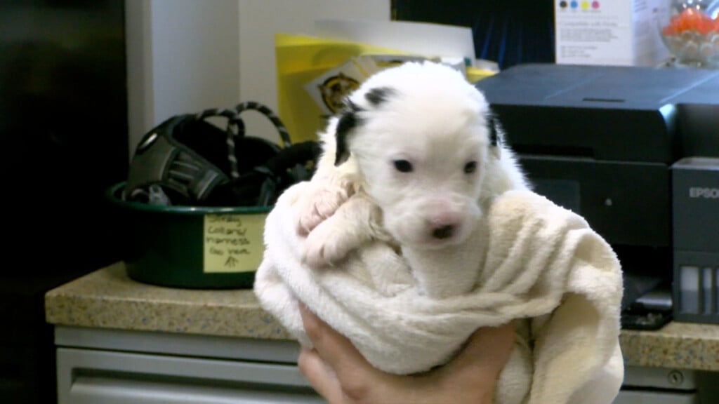 Beatrice Humane Society Puppy