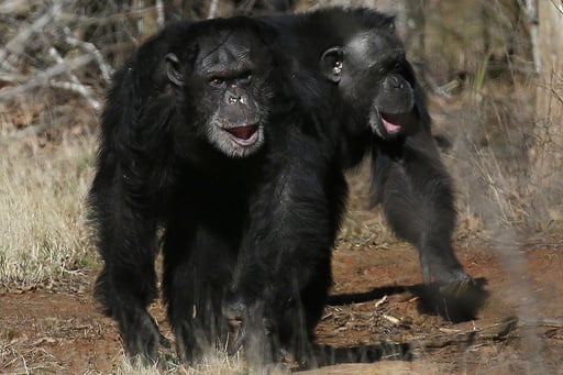 Get A Load Of This: Humans And Great Apes Share Similar Giggles