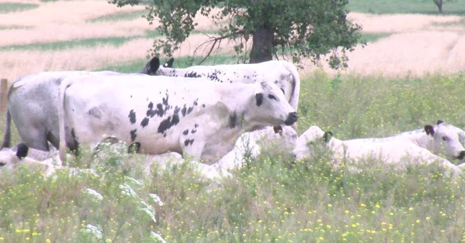 Cattle
