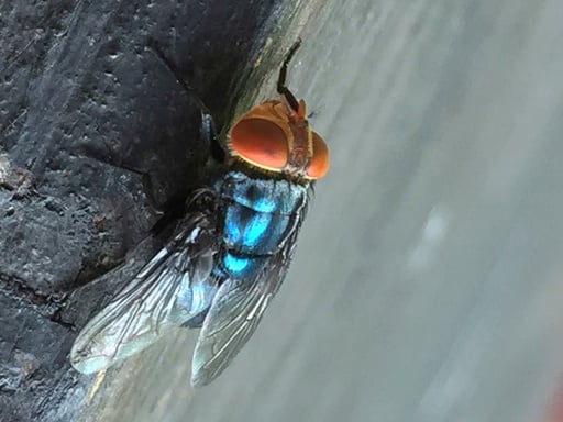 Screwworm Fly Detected In Texas Decades After Cattle Threat Was Largely Eradicated In Us