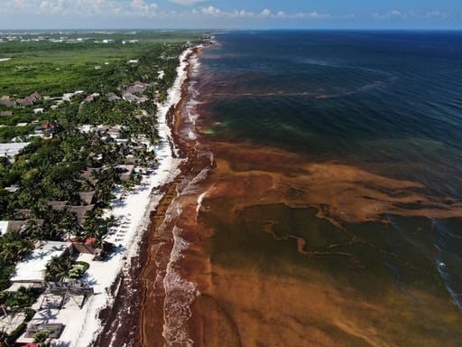 Caribbean And Gulf Of Mexico Beaches Swathed In Record Levels Of Seaweed