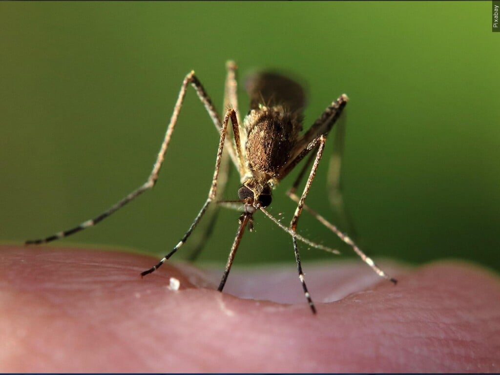 Mosquito biting skin.