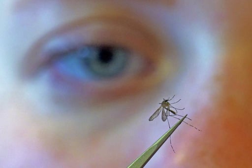 Cdc Urges People To Prevent Mosquito Bites As West Nile Virus Season Hits A Strong, Early Start