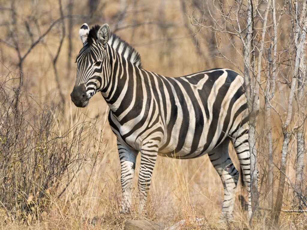 One zebra running through a field