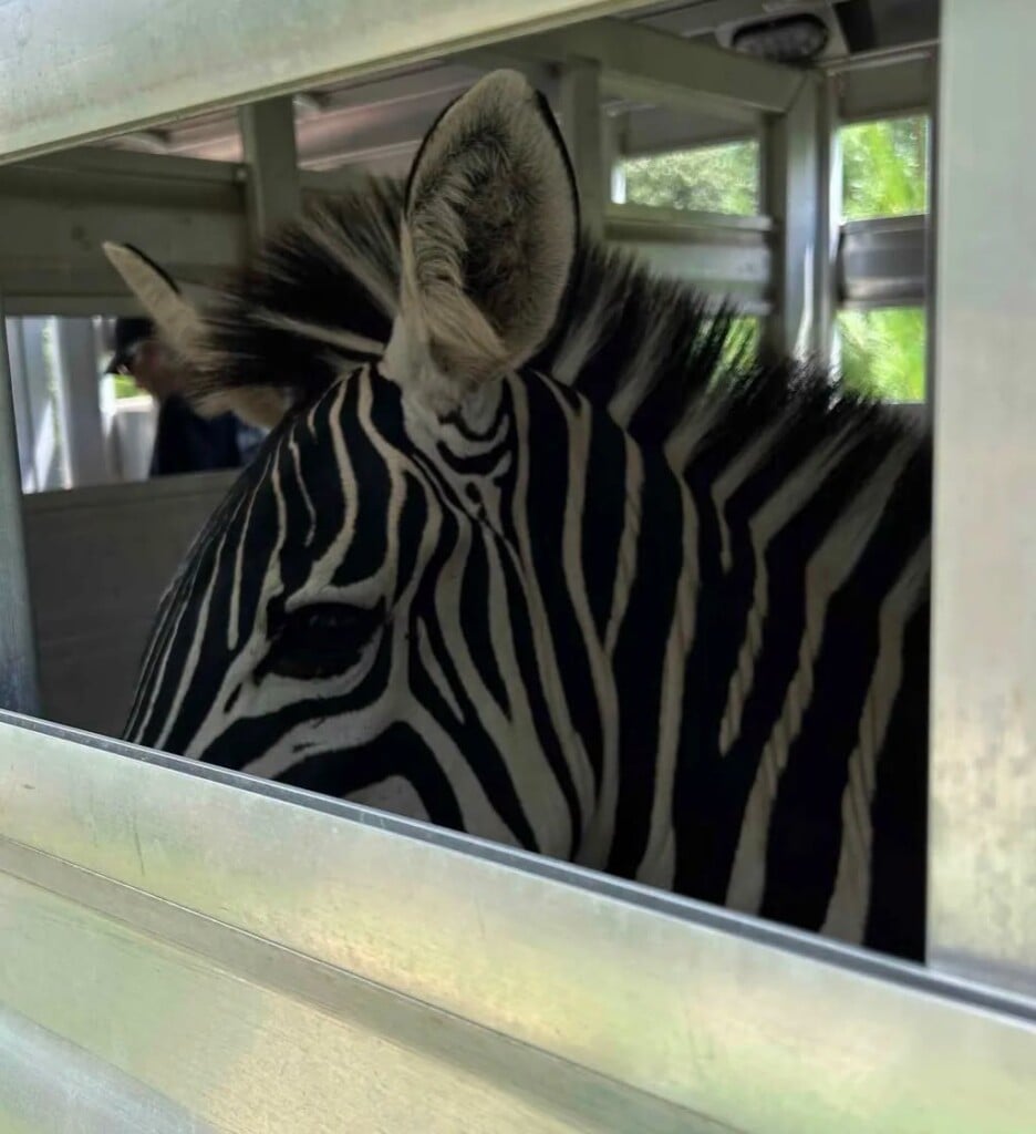 Zebra in a cage