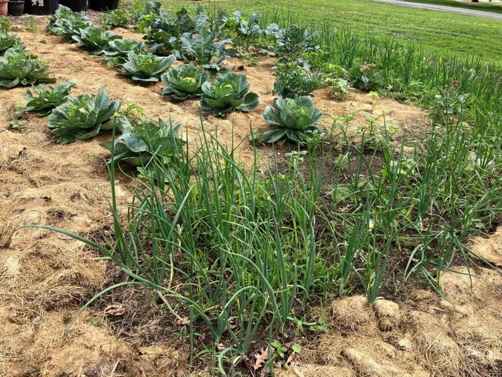 Picture of plants and vegetables in a community garden.