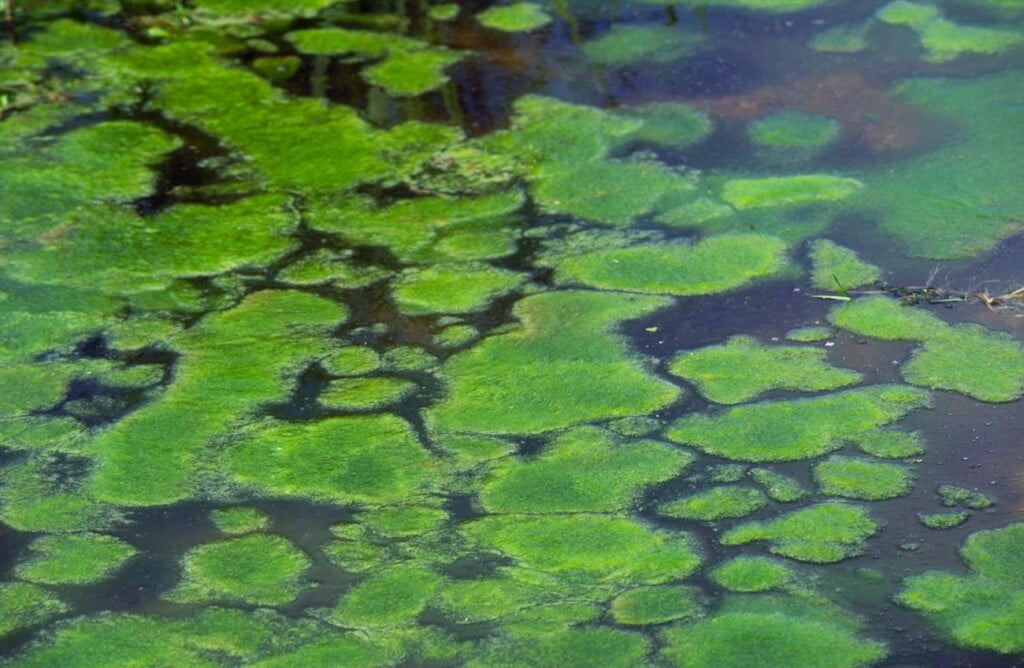 Algae 01