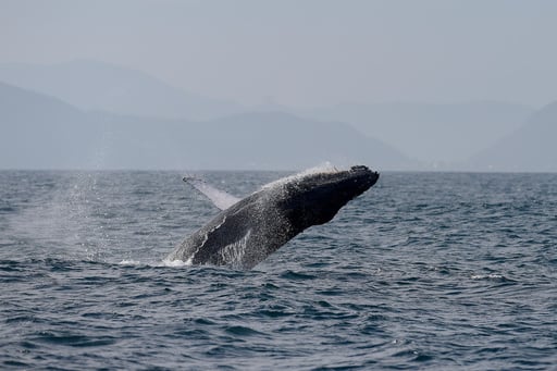 Sightings Of Humpback Whales Surge In Rio De Janeiro, Fueling Demand For Whale Watching Trips