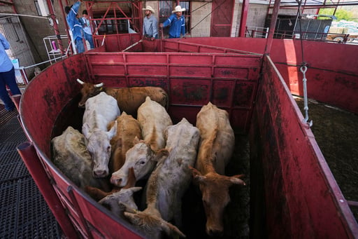 Economists Don’t Expect Reopening The Us To Mexican Cattle Imports To Reduce High Beef Prices