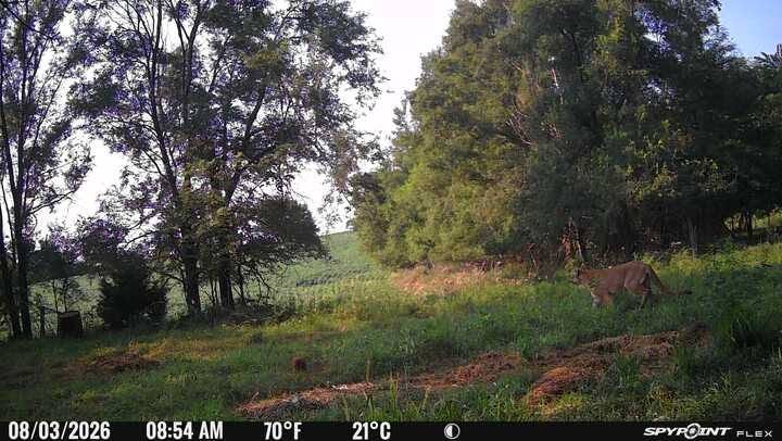 Mountain Lion