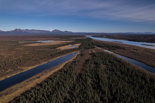 A Lush Knee High Jungle Grows In The Arctic, But Warming Is Changing Earth’s Mini Greenhouse