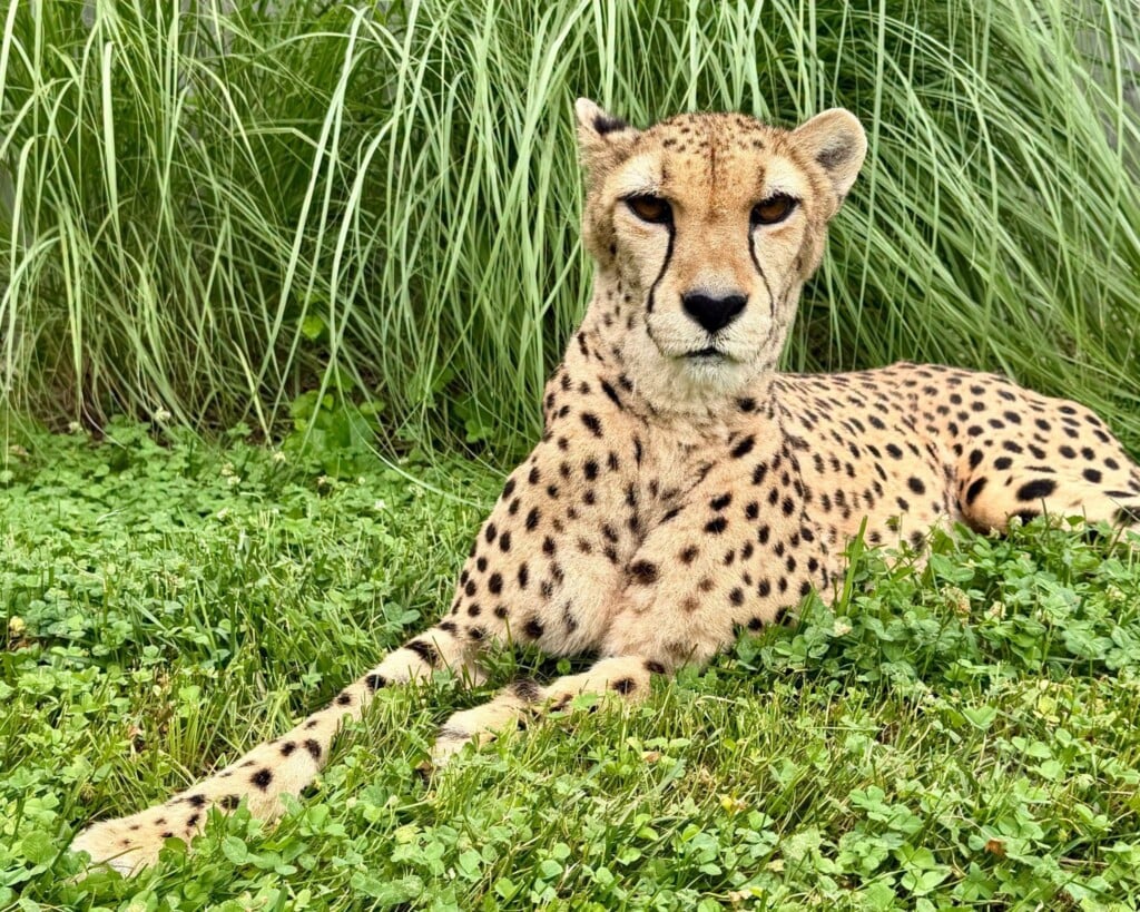 Cheetah