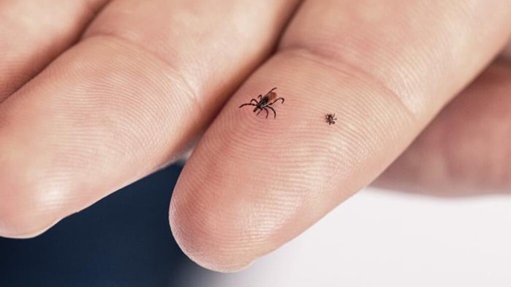 Ticks