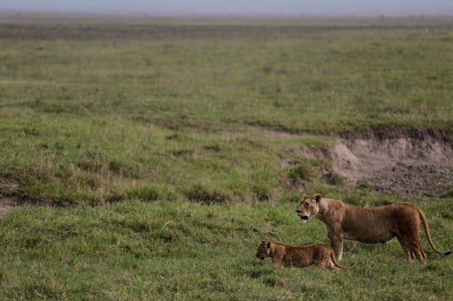 Poisoning Suspected In Deaths Of 10 Lions In Tanzania Conservation Area